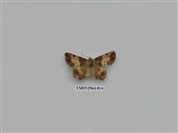 藏品(夜蛾336)的圖片